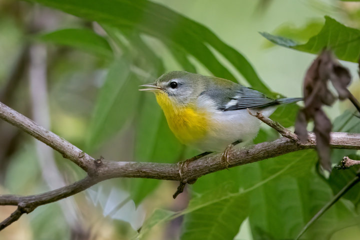 Northern Parula