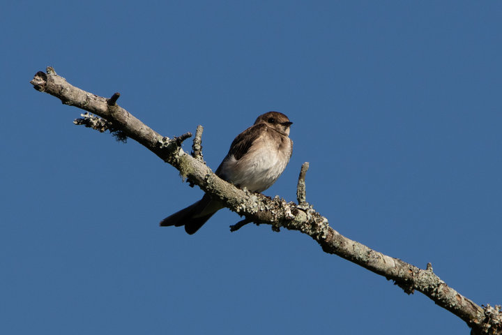 Northern Rough-winged Swallow