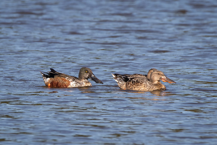 Northern Shoveler