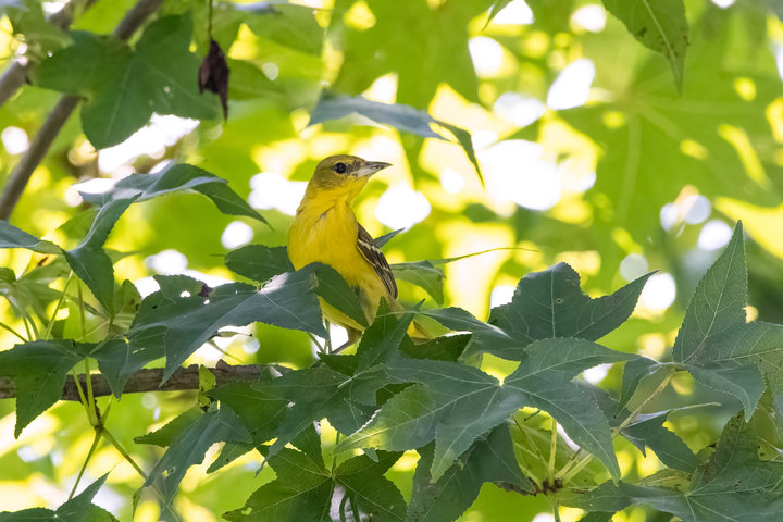 Orchard Oriole