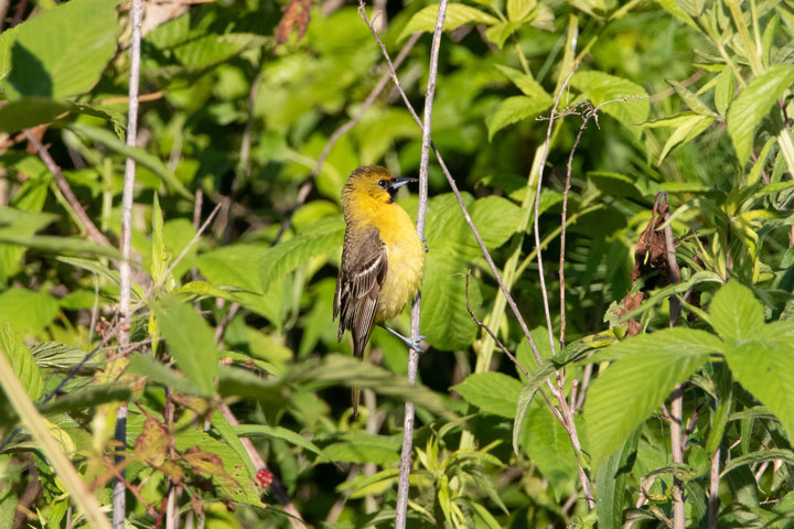 Orchard Oriole