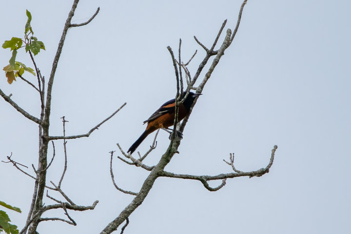 Orchard Oriole