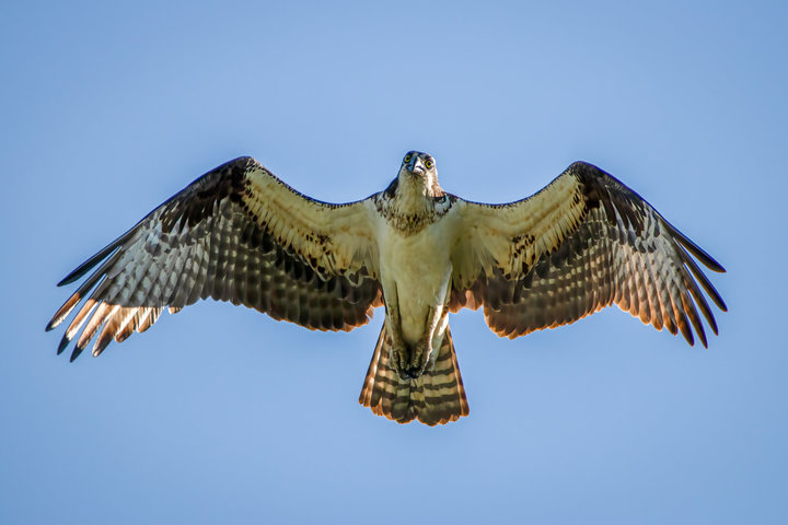 Osprey