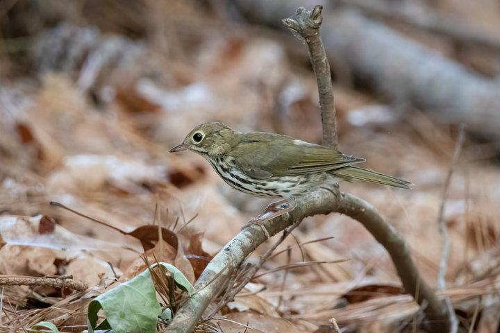 Ovenbird