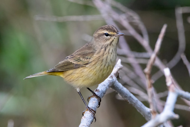 Palm Warbler