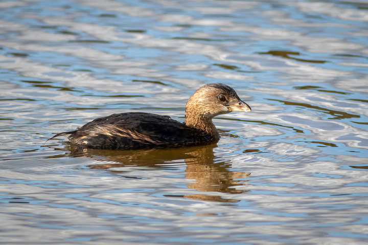 Pied-billed Grebe