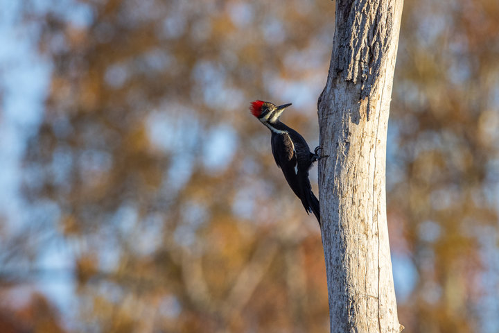 Pileated Woodpecker