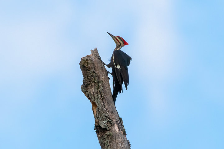 Pileated Woodpecker