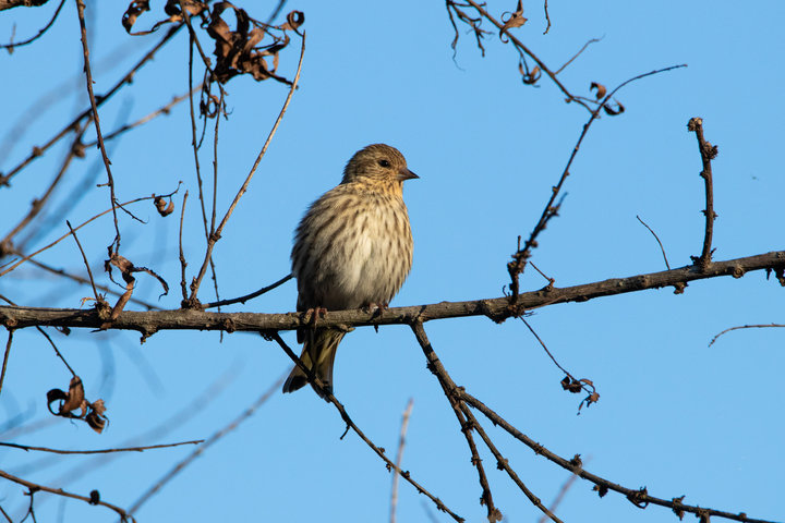 Pine Siskin