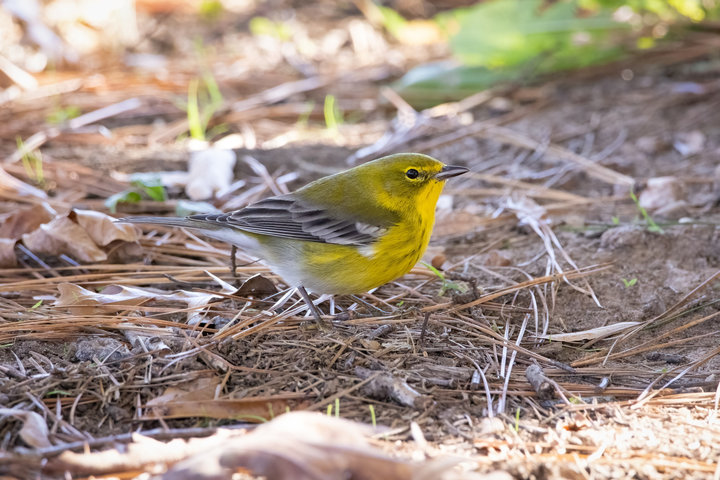 Pine Warbler