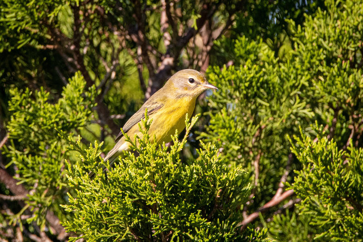 Prairie Warbler