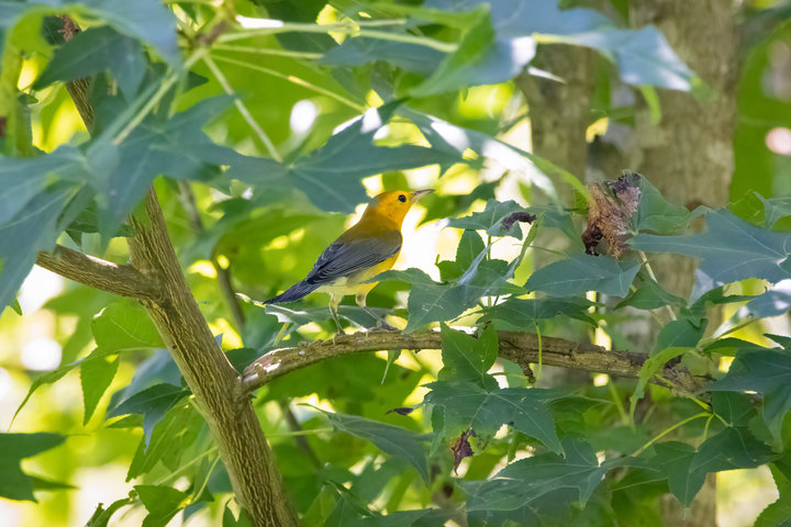 Prothonotary Warbler