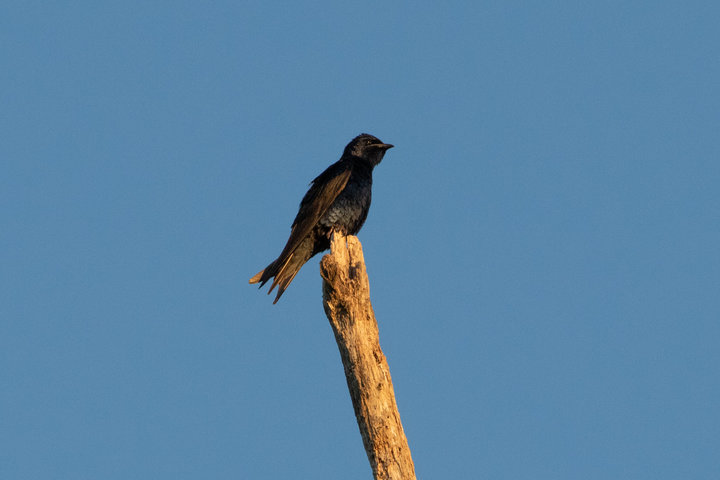 Purple Martin