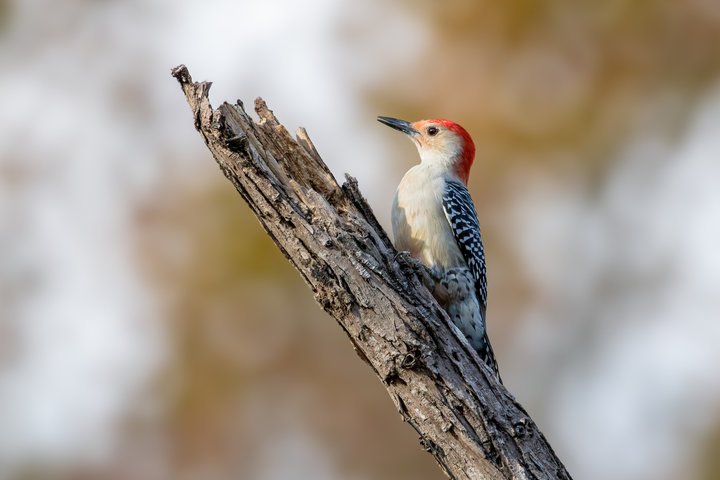 Red-bellied Woodpecker