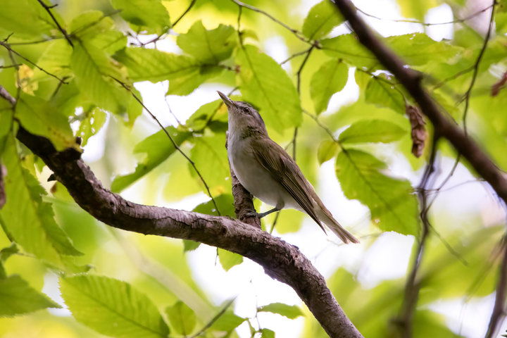 Red-eyed Vireo