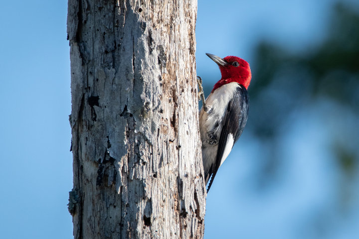 Red-headed Woodpecker