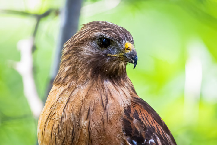 Red-shouldered Hawk