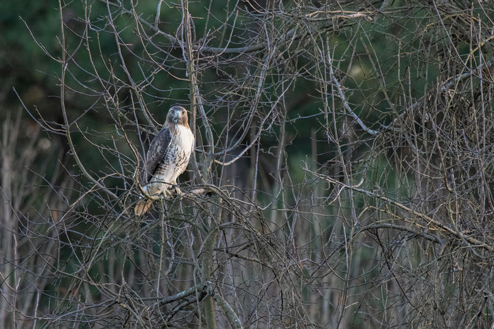 Red-tailed Hawk