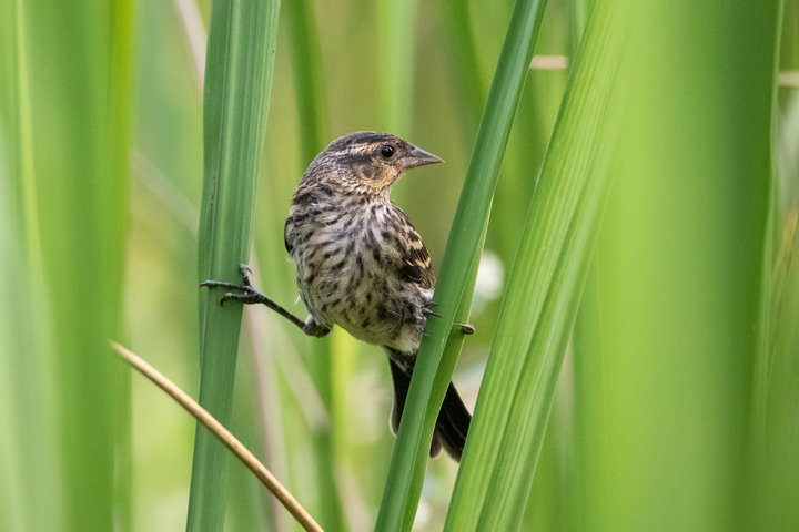 Red-winged Blackbird