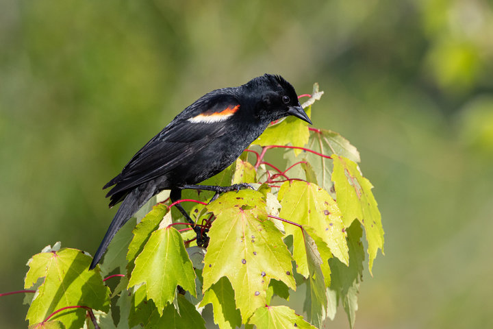 Red-winged Blackbird