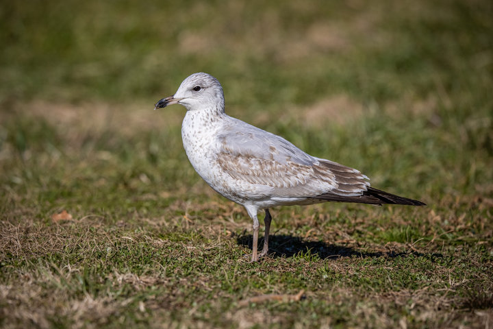 Ring-billed Gull