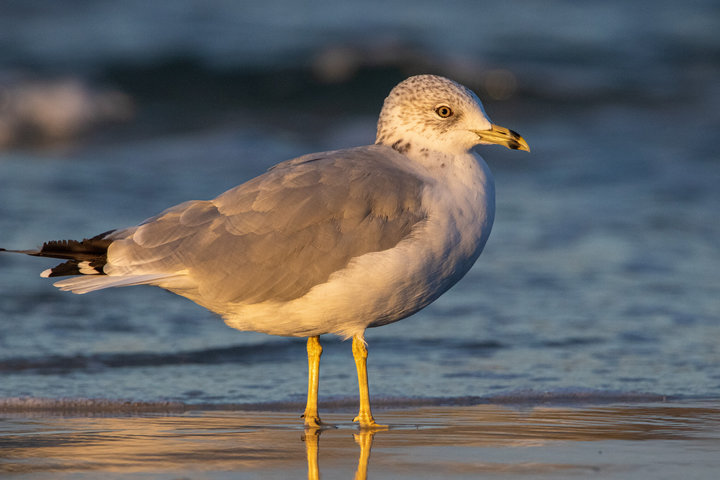 Ring-billed Gull