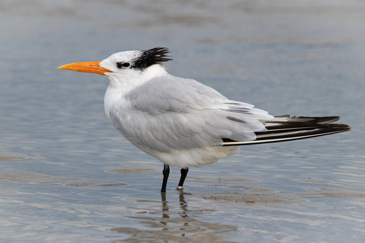 Royal Tern