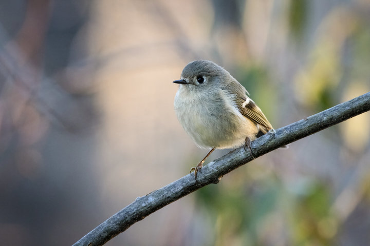 Ruby-crowned Kinglet