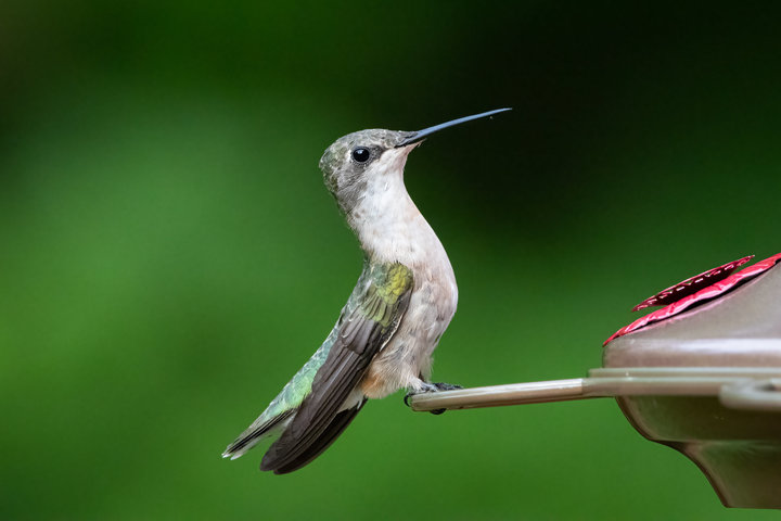 Ruby-throated Hummingbird