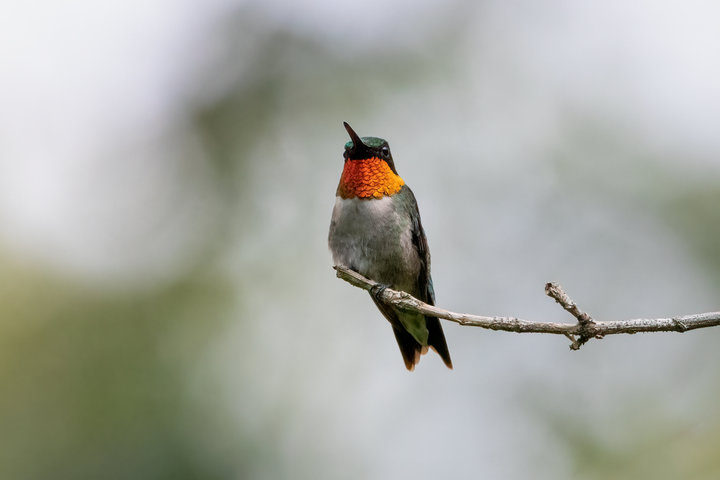 Ruby-throated Hummingbird