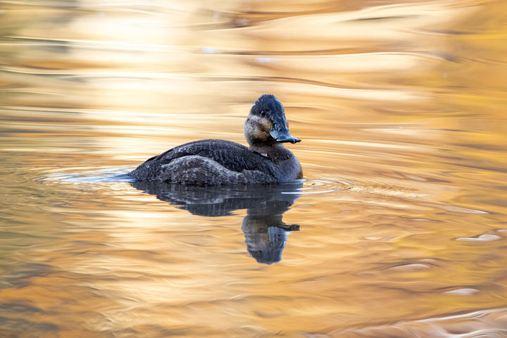 Ruddy Duck