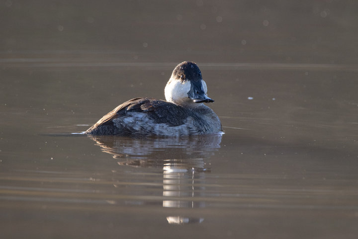 Ruddy Duck