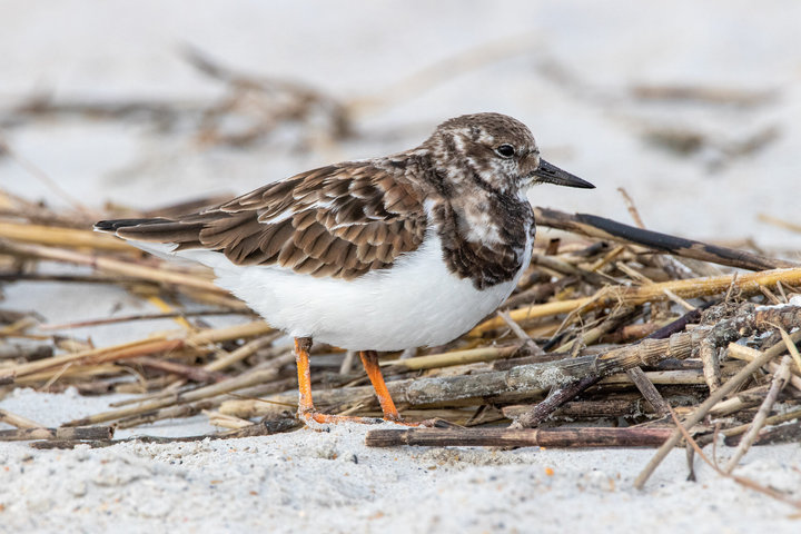 Ruddy Turnstone