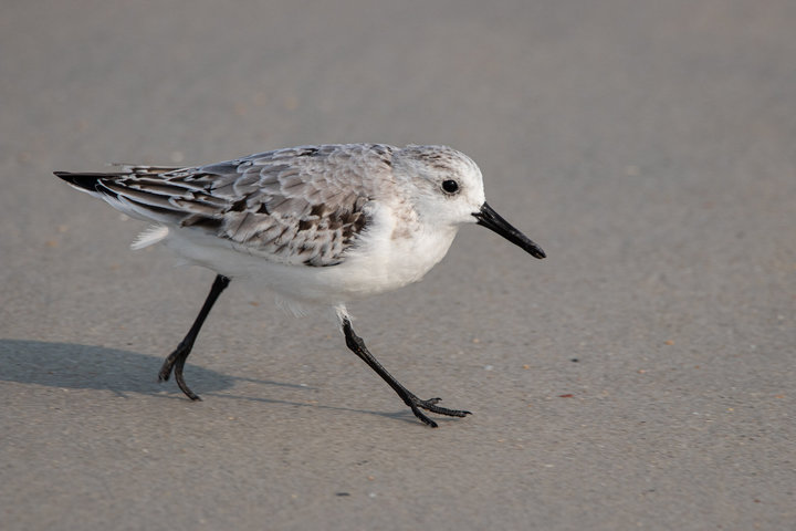 Sanderling