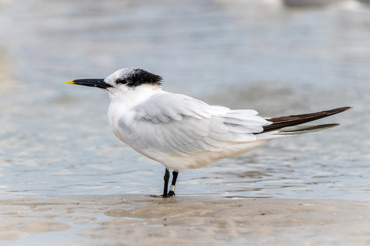 Sandwich Tern