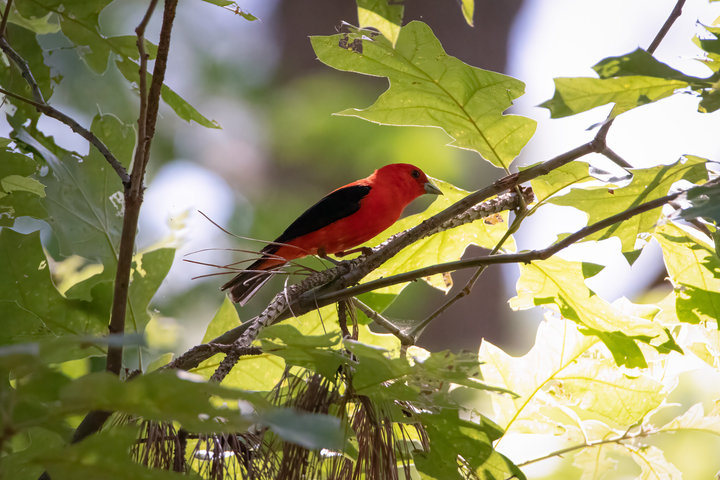 Scarlet Tanager