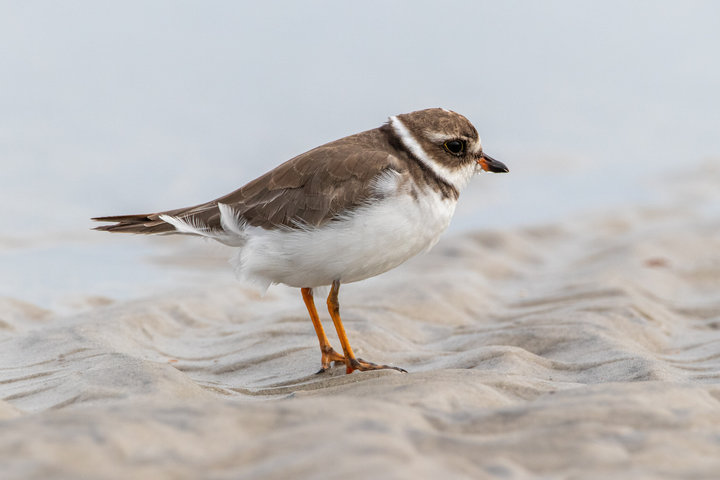 Semipalmated Plover