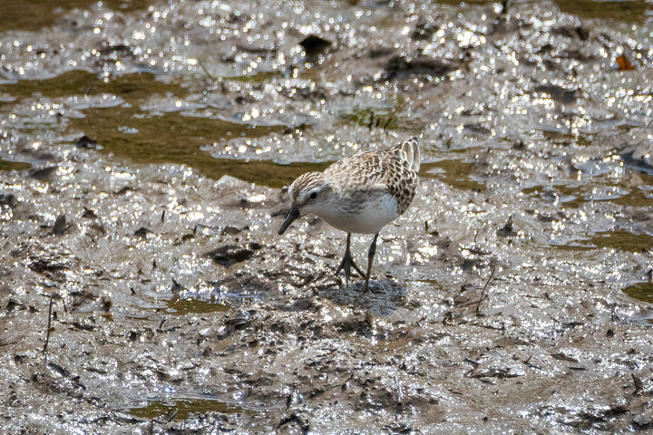 Semipalmated Sandpiper