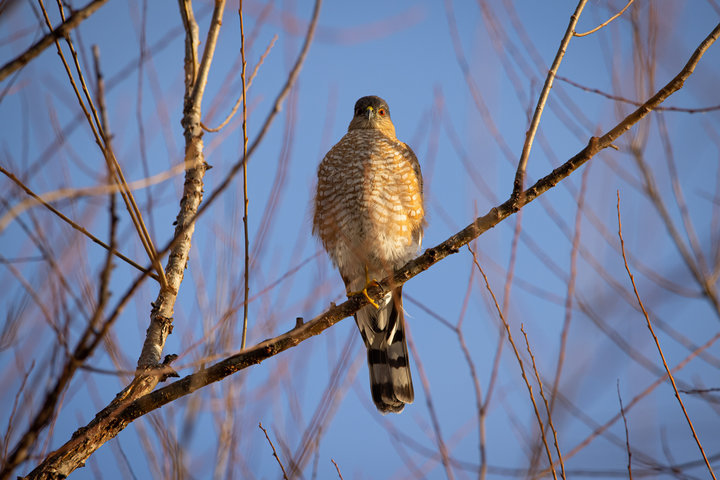 Sharp-shinned Hawk