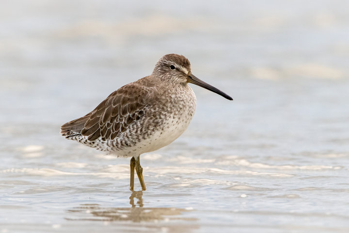 Short-billed Dowitcher