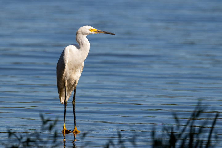 Snowy Egret