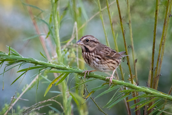 Song Sparrow