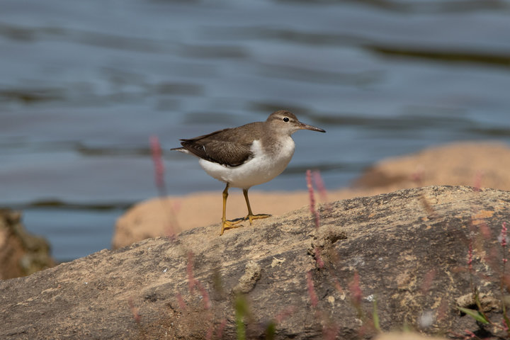 Spotted Sandpiper