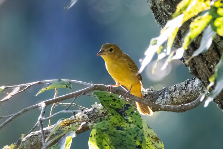 Summer Tanager