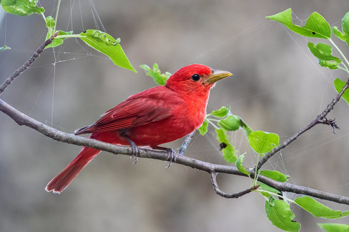 Summer Tanager