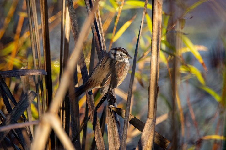 Swamp Sparrow