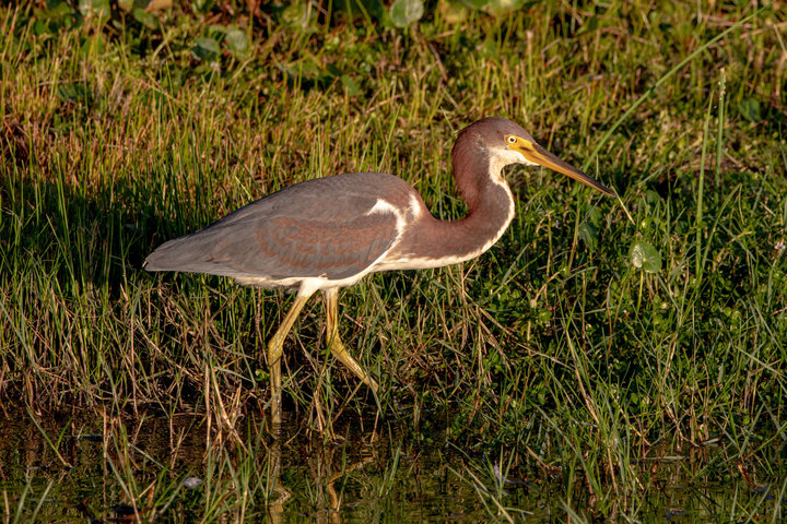 Tricolored Heron