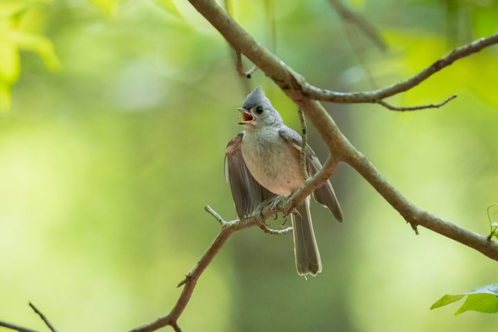 Tufted Titmouse