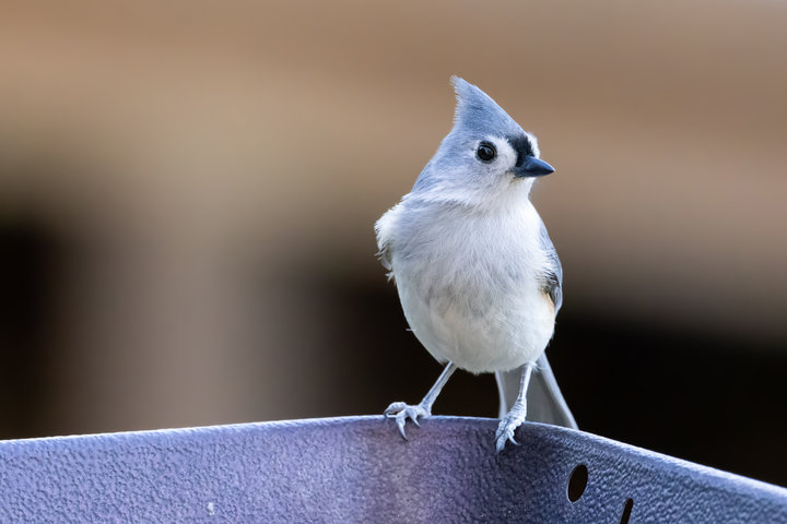 Tufted Titmouse