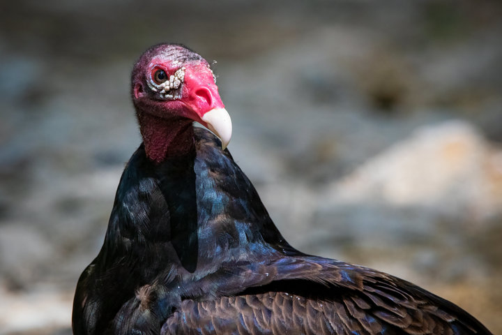 Turkey Vulture